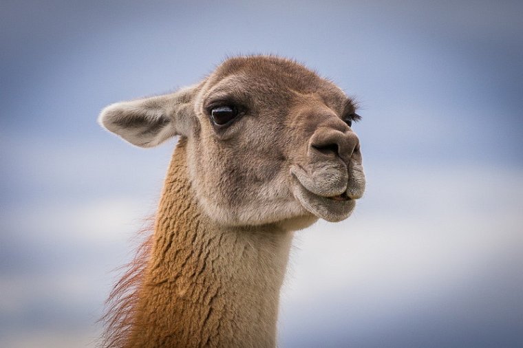 105 Torres Del Paine, guanaco.jpg